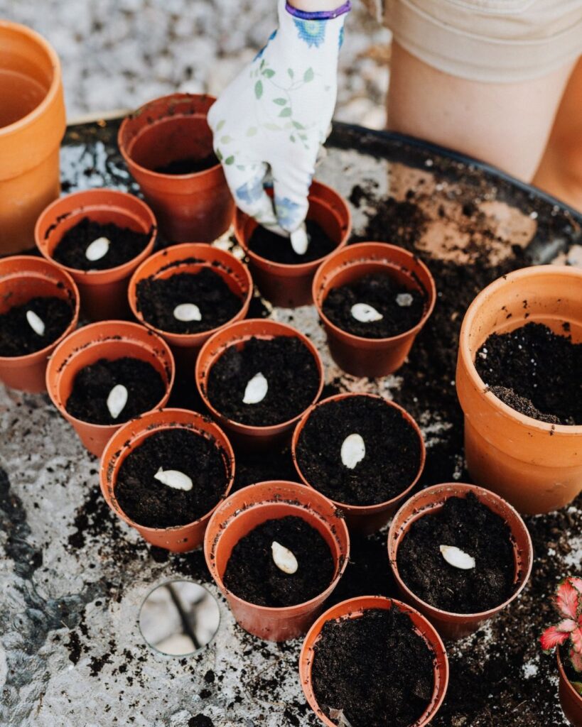 plantando semillas en actividades de jardineria